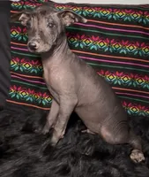 Purebred Francis Standard Xolo, a male Xoloitzcuintli for sale in Mesa, AZ – 6 of 7
