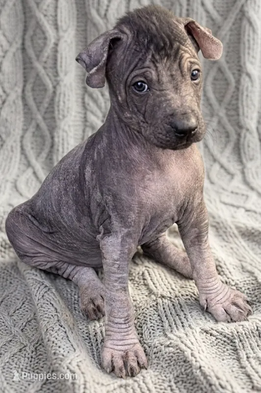 Cleo – Xoloitzcuintli puppy for sale in Mesa, AZ
