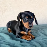 Violet AKC, a female Miniature Dachshund for sale in Mesa, AZ – 3 of 3