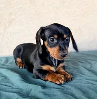 Violet AKC, a female Miniature Dachshund for sale in Maricopa, AZ – Photo 3 of 3