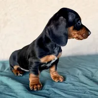 Violet AKC, a female Miniature Dachshund for sale in Mesa, AZ – 2 of 3