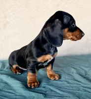 Violet AKC, a female Miniature Dachshund for sale in Maricopa, AZ – Photo 2 of 3