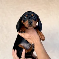 Violet AKC, a female Miniature Dachshund for sale in Mesa, AZ – 1 of 3