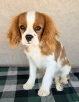 Kai AKC, a male Cavalier King Charles Spaniel for sale in Maricopa, AZ – Photo 2 of 7