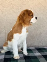 Kai AKC, a male Cavalier King Charles Spaniel for sale in Maricopa, AZ – Photo 7 of 7