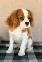 Kai AKC, a male Cavalier King Charles Spaniel for sale in Maricopa, AZ – Photo 4 of 7