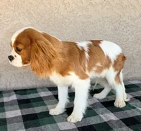 Kai AKC, a male Cavalier King Charles Spaniel for sale in Maricopa, AZ – Photo 5 of 7