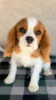 Kai AKC, a male Cavalier King Charles Spaniel for sale in Maricopa, AZ – Photo 1 of 7