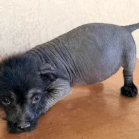 Elvis Mini SIze, a male Xoloitzcuintli for sale in Mesa, AZ – Photo 4 of 7