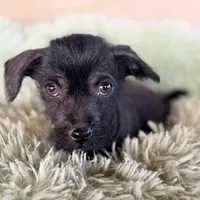 Elvis Mini SIze, a male Xoloitzcuintli for sale in Mesa, AZ – Photo 1 of 7