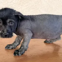 Elvis Mini SIze, a male Xoloitzcuintli for sale in Mesa, AZ – Photo 2 of 7