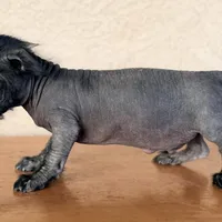 Elvis Mini SIze, a male Xoloitzcuintli for sale in Mesa, AZ – Photo 3 of 7