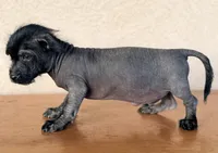 Elvis Mini SIze, a male Xoloitzcuintli for sale in Maricopa, AZ – Photo 3 of 7