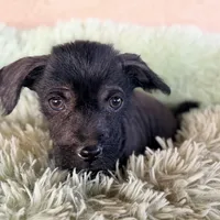 Elvis Mini SIze, a male Xoloitzcuintli for sale in Mesa, AZ – Photo 6 of 7