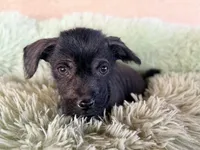 Elvis Mini SIze, a male Xoloitzcuintli for sale in Maricopa, AZ – Photo 6 of 7