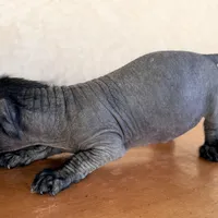 Elvis Mini SIze, a male Xoloitzcuintli for sale in Mesa, AZ – Photo 5 of 7