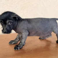 Elvis Mini SIze, a male Xoloitzcuintli for sale in Mesa, AZ – Photo 7 of 7