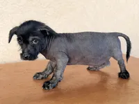 Elvis Mini SIze, a male Xoloitzcuintli for sale in Maricopa, AZ – Photo 7 of 7