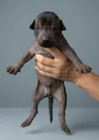 Cecil, a male Xoloitzcuintli for sale in Mesa, AZ – 2 of 4