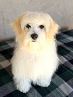 Scottie AKC, a male Havanese for sale in Maricopa, AZ – Photo 6 of 7