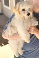 Scottie AKC, a male Havanese for sale in Maricopa, AZ – Photo 4 of 7