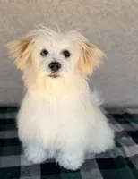 Scottie AKC, a male Havanese for sale in Maricopa, AZ – Photo 1 of 7