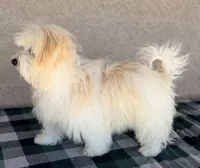 Scottie AKC, a male Havanese for sale in Maricopa, AZ – Photo 3 of 7