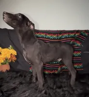 AKC Coated Xolo Milo, a male Xoloitzcuintli for sale in Mesa, AZ – 4 of 10
