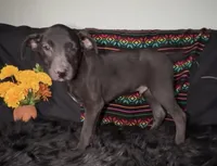 AKC Coated Xolo Milo, a male Xoloitzcuintli for sale in Mesa, AZ – 3 of 10