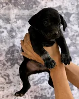 AKC Coated Xolo Milo, a male Xoloitzcuintli for sale in Maricopa, AZ – Photo 2 of 3