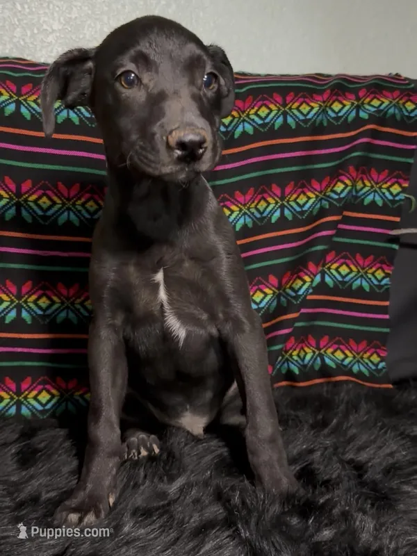 AKC Coated Xolo Milo – Xoloitzcuintli puppy for sale in Mesa, AZ