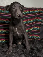 AKC Coated Xolo Milo, a male Xoloitzcuintli for sale in Mesa, AZ – 1 of 10