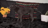 AKC Coated Xolo Milo, a male Xoloitzcuintli for sale in Mesa, AZ – 6 of 10