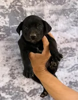 AKC Coated Xolo Milo, a male Xoloitzcuintli for sale in Maricopa, AZ – Photo 1 of 3