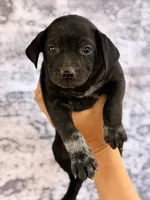 AKC Coated Xolo Milo, a male Xoloitzcuintli for sale in Maricopa, AZ – Photo 3 of 3