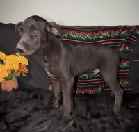 AKC Coated Xolo Milo, a male Xoloitzcuintli for sale in Mesa, AZ – 7 of 10