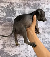 AKC Francis Standard Xolo, a male Xoloitzcuintli for sale in Maricopa, AZ – Photo 10 of 10