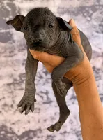 AKC Francis Standard Xolo, a male Xoloitzcuintli for sale in Maricopa, AZ – Photo 1 of 10