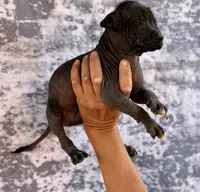 AKC Francis Standard Xolo, a male Xoloitzcuintli for sale in Maricopa, AZ – Photo 5 of 10