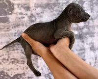 AKC Francis Standard Xolo, a male Xoloitzcuintli for sale in Maricopa, AZ – Photo 3 of 10