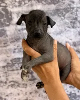 AKC Francis Standard Xolo, a male Xoloitzcuintli for sale in Maricopa, AZ – Photo 9 of 10
