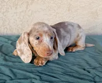 Mira  AKC, a female Miniature Dachshund for sale in Maricopa, AZ – Photo 3 of 3