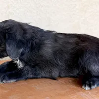 Kim Standard Coated, a female Xoloitzcuintli for sale in Mesa, AZ – Photo 5 of 5