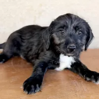Kim Standard Coated, a female Xoloitzcuintli for sale in Mesa, AZ – Photo 1 of 5