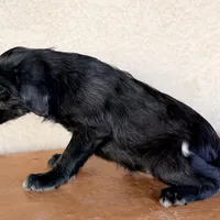 Kim Standard Coated, a female Xoloitzcuintli for sale in Mesa, AZ – Photo 4 of 5