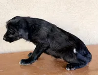 Kim Standard Coated, a female Xoloitzcuintli for sale in Maricopa, AZ – Photo 4 of 5