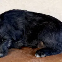 Kim Standard Coated, a female Xoloitzcuintli for sale in Mesa, AZ – Photo 3 of 5