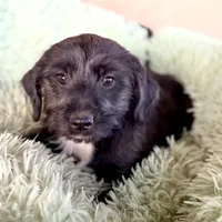 Kim Standard Coated, a female Xoloitzcuintli for sale in Mesa, AZ – Photo 2 of 5