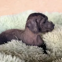 Benny Mini SIze, a male Xoloitzcuintli for sale in Mesa, AZ – Photo 7 of 7