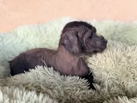 Benny Mini SIze, a male Xoloitzcuintli for sale in Maricopa, AZ – Photo 7 of 7